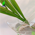 Star Shape Glass Flower Hanging Hydroponics Vases